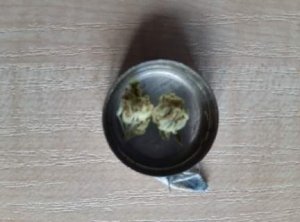 W małym okrągłym pojemniczku dwie zwinięte  ,,kuli&quot; marihuany.