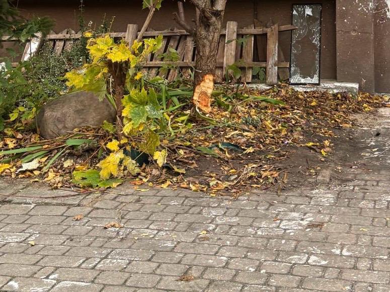 Mieszkaniec Zambrowa odpowie przed sądem za próbę ścięcia drzewa